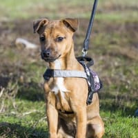 Bambina  kleine Hexe mit Turboantrieb, Hündin zur Adoption