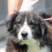 Benjo - ruhig u. sehr liebenswert, Hund zur Adoption