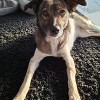 Jipsy ist eine Traumhündin 🐾, Hündin zur Adoption