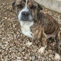 Held Bärti Handicap, Hund zur Adoption