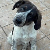 Sergio in der Tierherberge Donzdorf, Hund zur Adoption