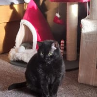 Sehr liebe, blinde Yazz !, Katze zur Adoption