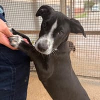 Seby, im Tierheim Schwandorf, Hund zur Adoption