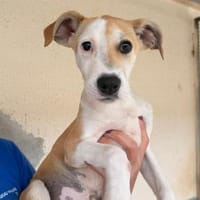 Ginevra im Tierheim Schwandorf, Hündin zur Adoption