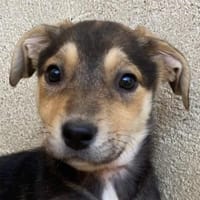 Daphne, geb. ca. 07/2025, 87763 Lautrach, Hündin zur Adoption