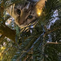 🐱❤Tarzan sucht sein Zuhause🐱❤, Kater zur Adoption