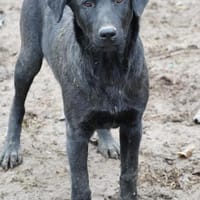Dreckspatz Caspar unser feiner Kerl, Hund zur Adoption
