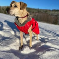 Arleta, verschmuste Hündin, 7J 76532, Hündin zur Adoption