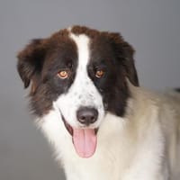 Almar auf Pflegestelle in Hessen, Hund zur Adoption