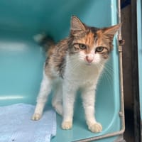 MADELINE, chatte à adopter