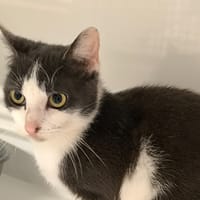 NAIA, chatte à adopter