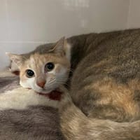 GRINA, chatte à adopter