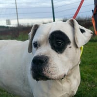 PAPEANO, chien à adopter