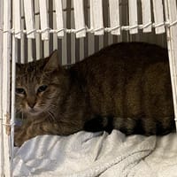 MELINA, chatte à adopter