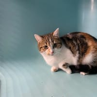 GRIBOUILLE, chatte à adopter