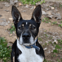 Filou, chien à adopter