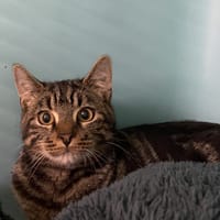 TITO, chat à adopter