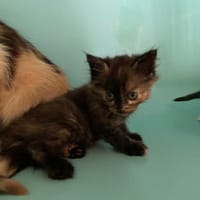 WAZZ, chatte à adopter