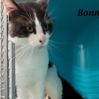 Bonny, chat à adopter