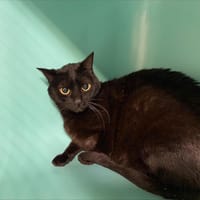 NISSANE, chatte à adopter