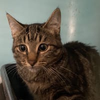 CHEESE, chatte à adopter