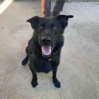 OSLO, chien à adopter