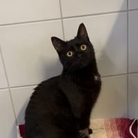 PUMBA, chatte à adopter