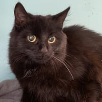 NOIREAUD, chatte à adopter