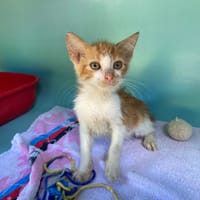 KAMEL, chat à adopter