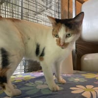 CONFETTI, chatte à adopter