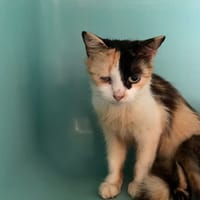 WOZZ, chatte à adopter