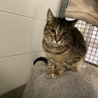 GINA, chatte à adopter