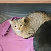 ZOA, chatte à adopter