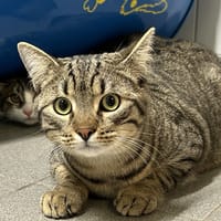 THALITE, chat à adopter