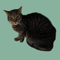 BIANCO, chat à adopter