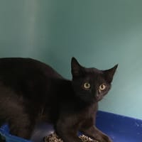 MYSTERE, chat à adopter