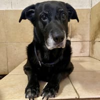 ODIN, chien à adopter