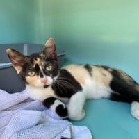 WINNIE, chatte à adopter