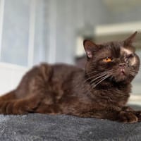 PIRATE, chat à adopter