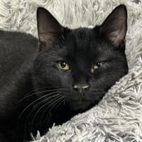 MIO, chat à adopter