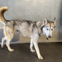 SHAINA PAS ICAD, chienne à adopter