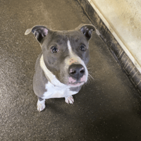 FERRI, chienne à adopter