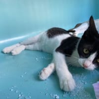 BOURRIQUET, chat à adopter