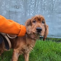 PALMA, chienne à adopter