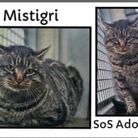 MISTIGRI, chat à adopter