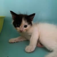 WIZZ, chat à adopter