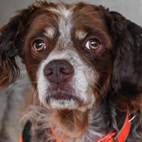 SAMY, chien à adopter