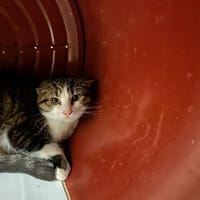 MITAINE, chat à adopter