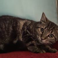 HAPPY, chatte à adopter