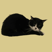 ADRIAN, chat à adopter